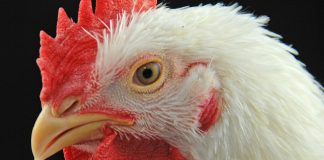 chicken poultry bird flu