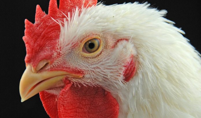 chicken chicken poultry bird flu