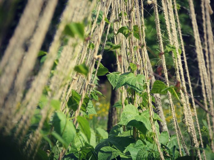climbing-plant