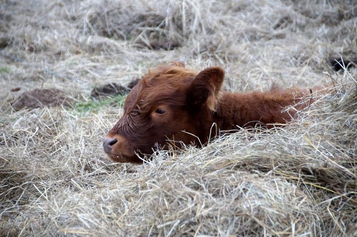 cow-1119301_1280