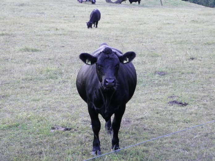 cow-176843_1280