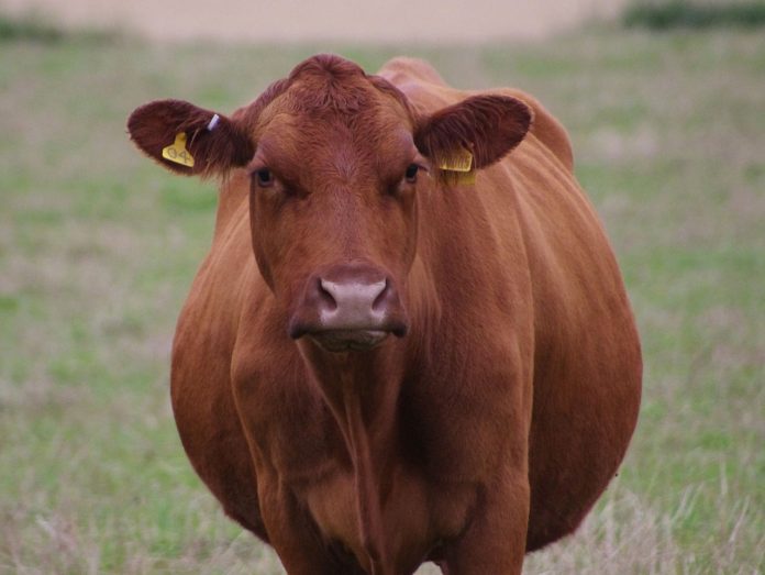 cow-989751_1280