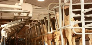 Dairy milking parlor/Farm and Dairy file photo