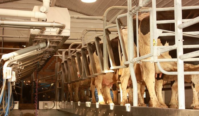 dairy milking parlor Dairy milking parlor/Farm and Dairy file photo