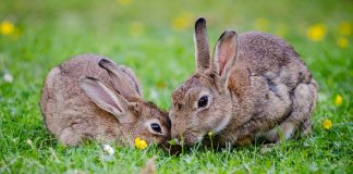 rabbits