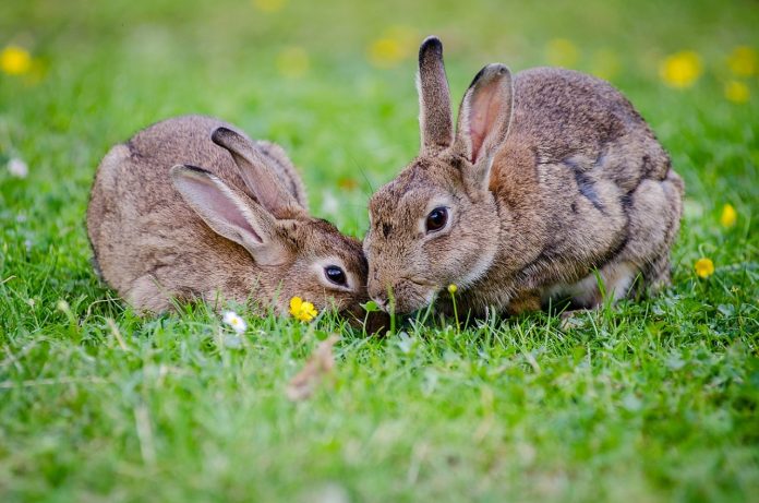 rabbits rabbits