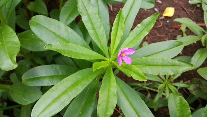 ginseng-thailand-1164102_1280