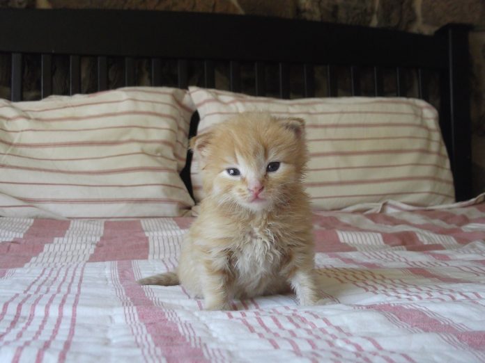 kitten kitten