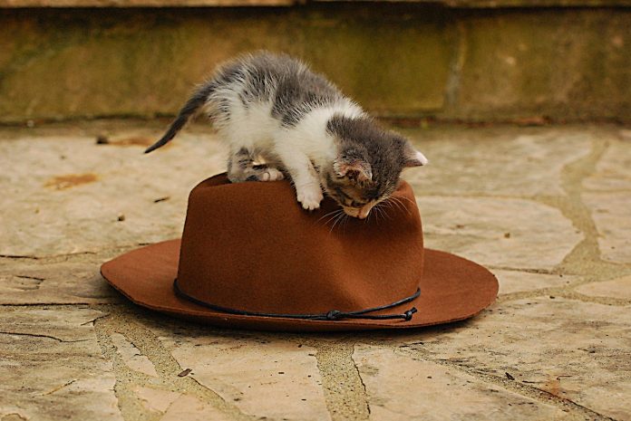 kitten-1827088_1280