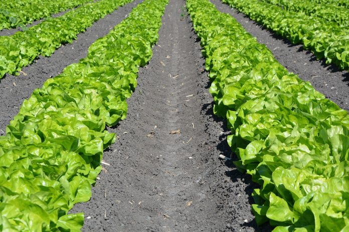 lettuce-1841273_1280