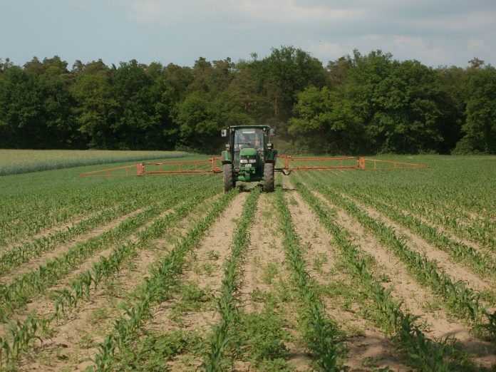 maize-839470_1280