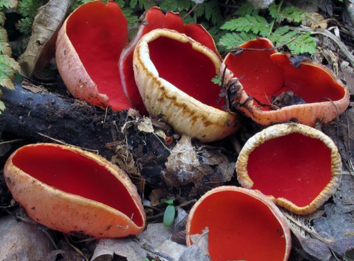 Mushroom expert