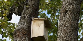 nesting box