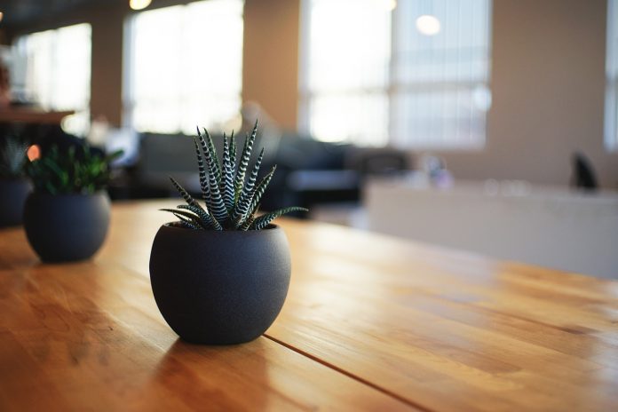 plant-1081856_1280