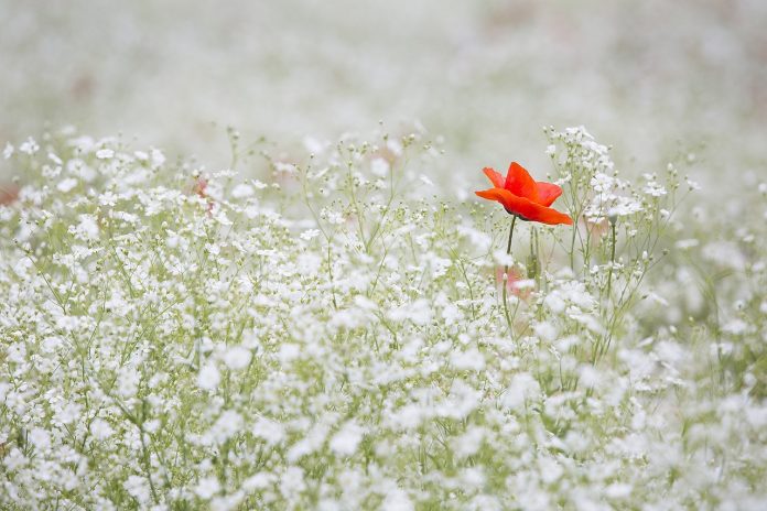 poppy-1128683_1280