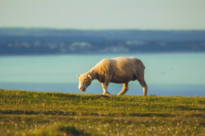 sheep-846311_1280