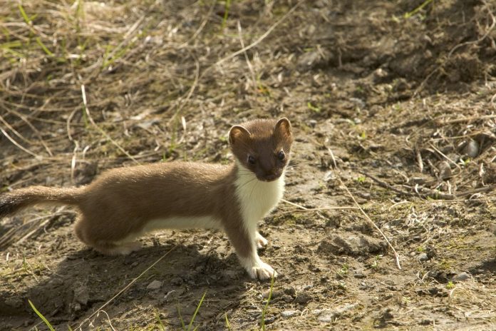 short-tailed-weasel-86619_1280