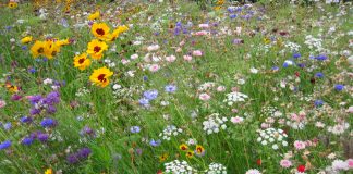 wildflower