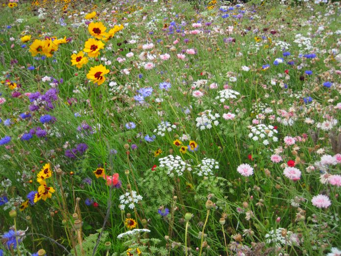 wildflower wildflower