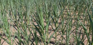 drought corn Farm and Dairy file photo