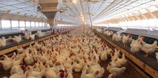 Poultry barn