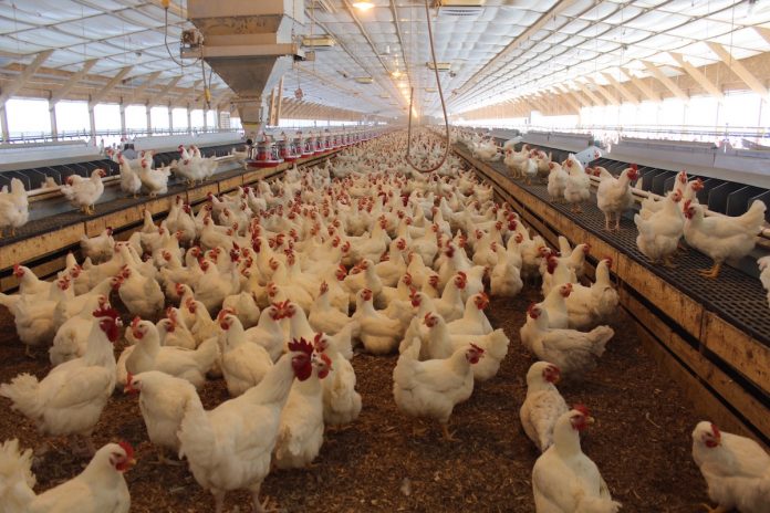 Hollenback poultry 2 Poultry barn