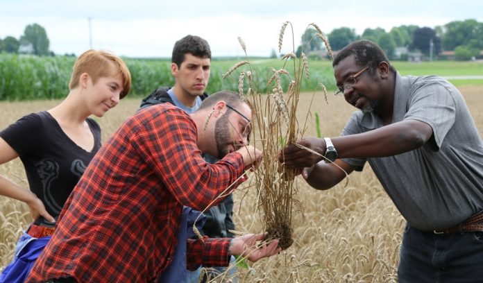 OSU,CFAES,OARDC,Plant Pathology,Summer class 5685,students,lab OSU plant pathology