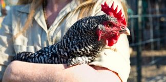 chicken