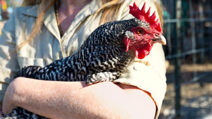 ag college study abroad chicken