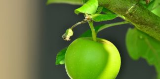 apple