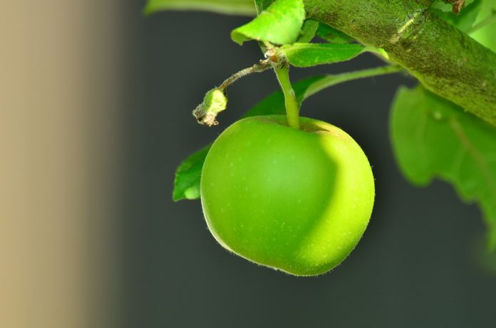 apple apple
