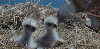 bald eagles