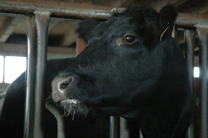 beef-245746_1280