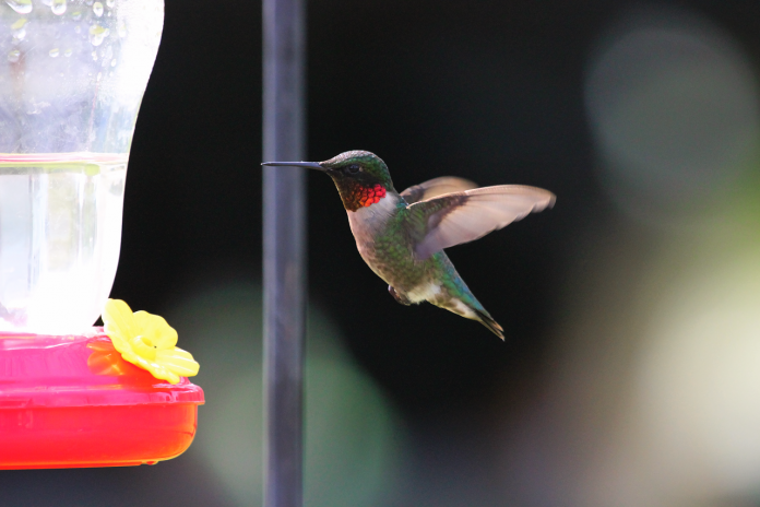 bird-1842087_1280