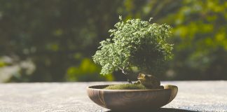 bonsai