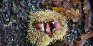 chestnut