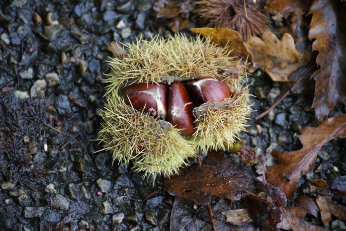 chestnut chestnut