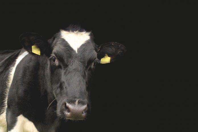 cow-1278889_1280