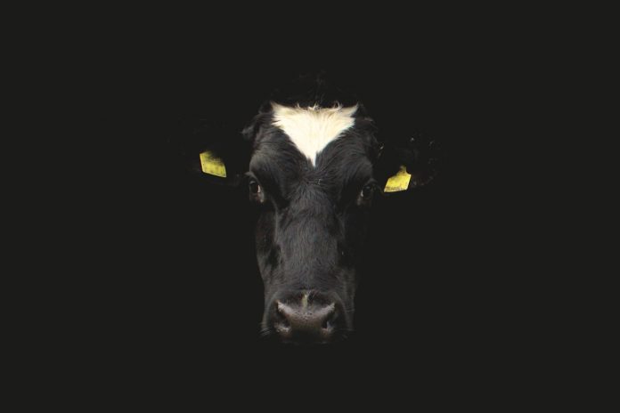 cow-1278934_1280