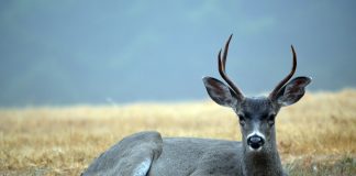 deer