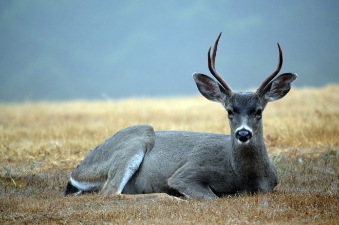 deer deer
