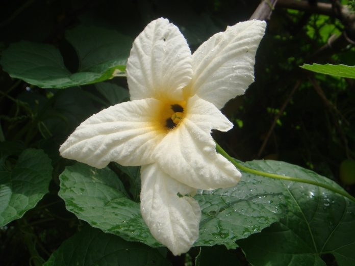 flower-1719227_1280