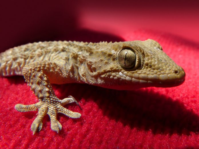 gecko-1236523_1280