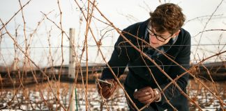 grapes winter Cornell
