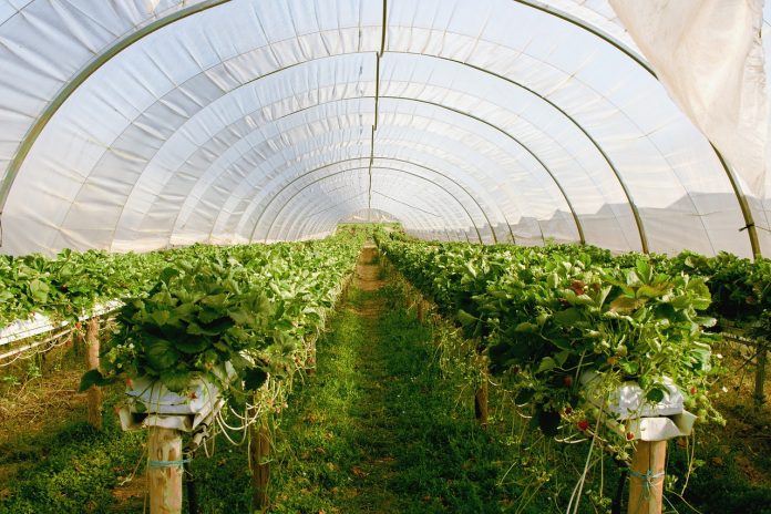 greenhouse-2096497_1280