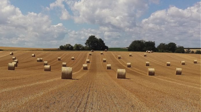 harvest-866122_1280