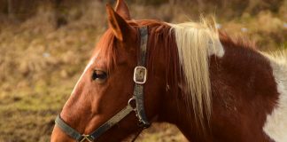 horse