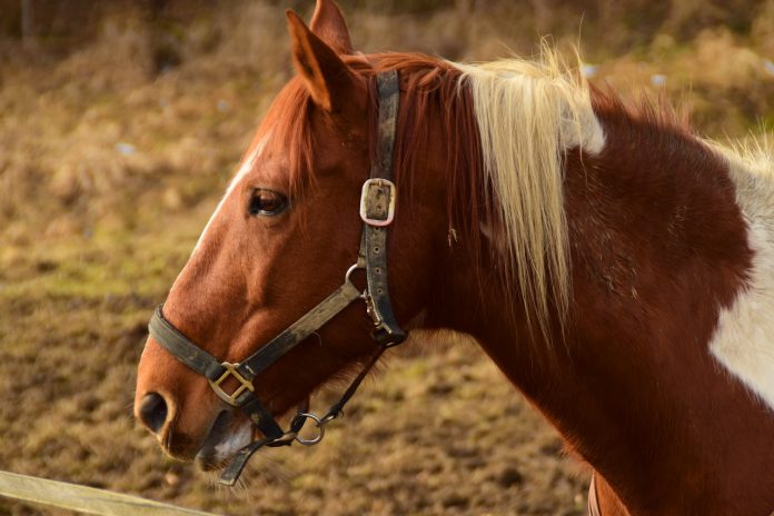horse horse