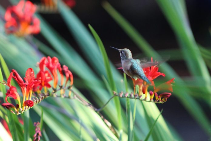 hummingbird-1804473_1280