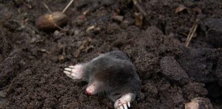mole